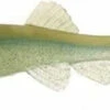 Little Creeper Trash Fish Swimbaits 6"